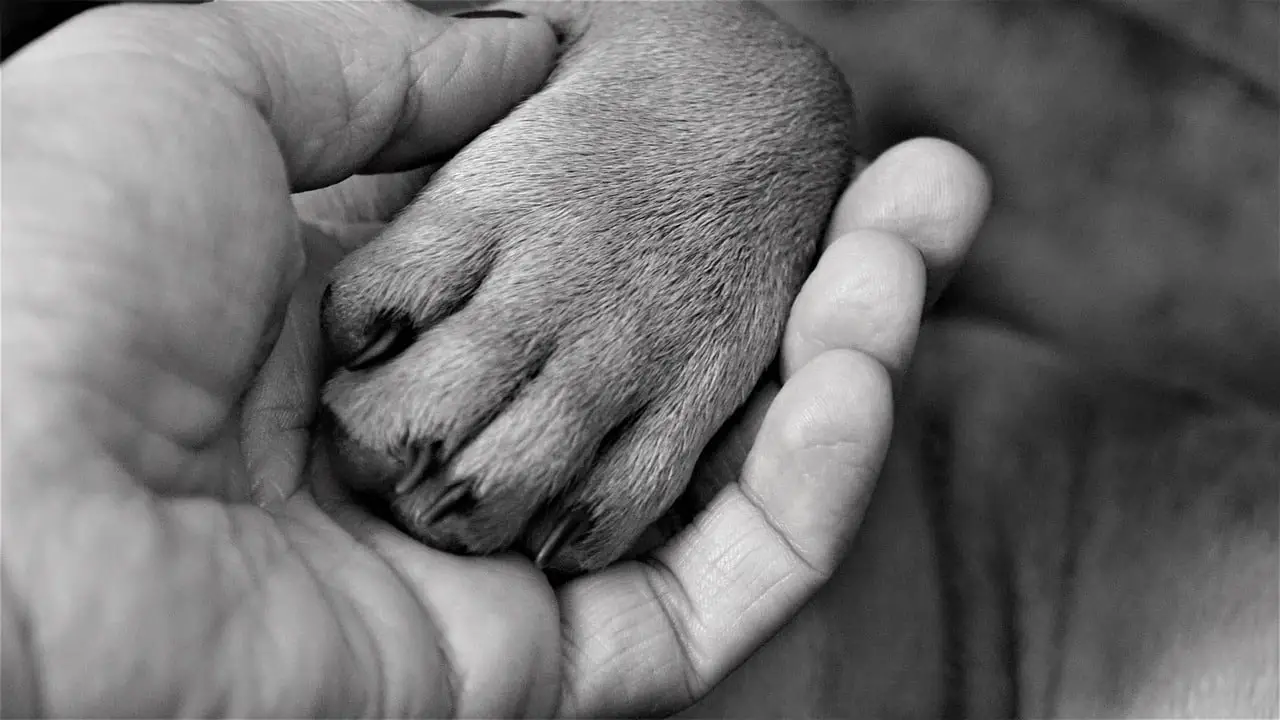 hand, woman, paw