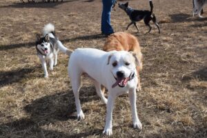 dogs at the park