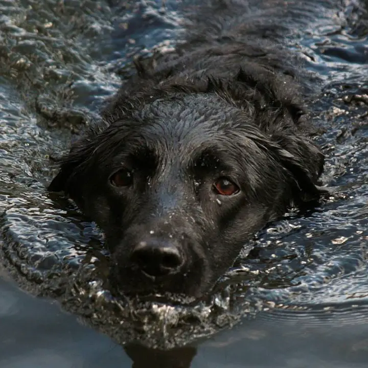 courageous dog