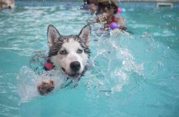 dog swimming