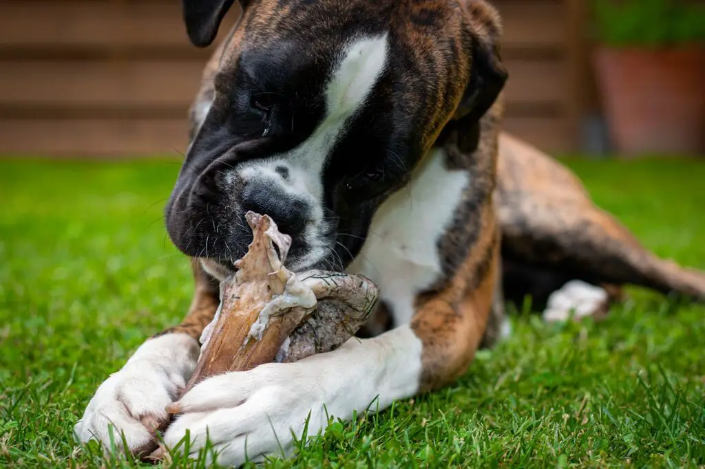 dog chewing bone