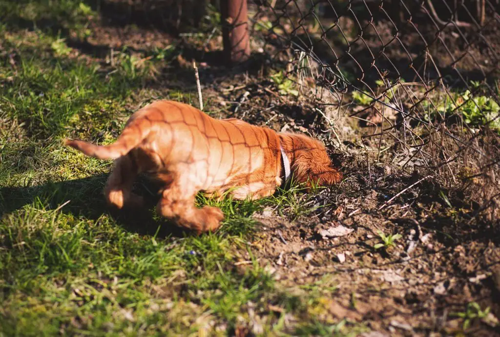 dog hiding bone