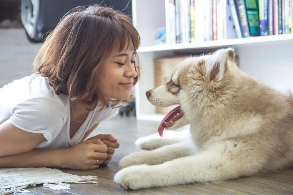 dog playing with kid