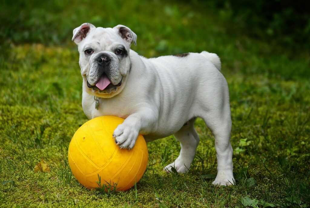 cute dog playing with ball