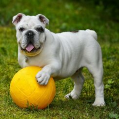 cute dog playing with ball