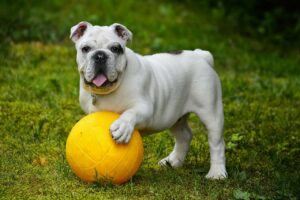 cute dog playing with ball