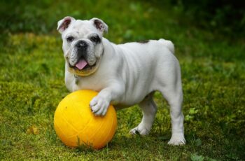 cute dog playing with ball