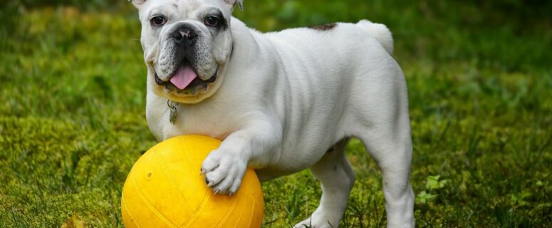 cute dog playing with ball