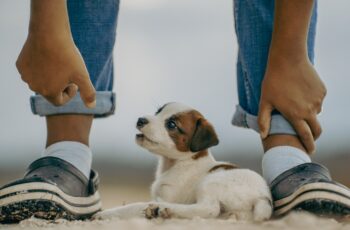 puppy, cute, happy