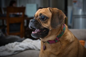 howling dog