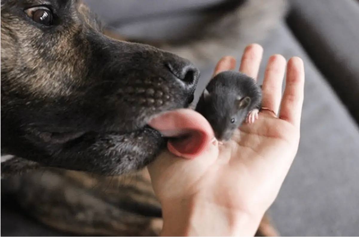 dog licking a rat