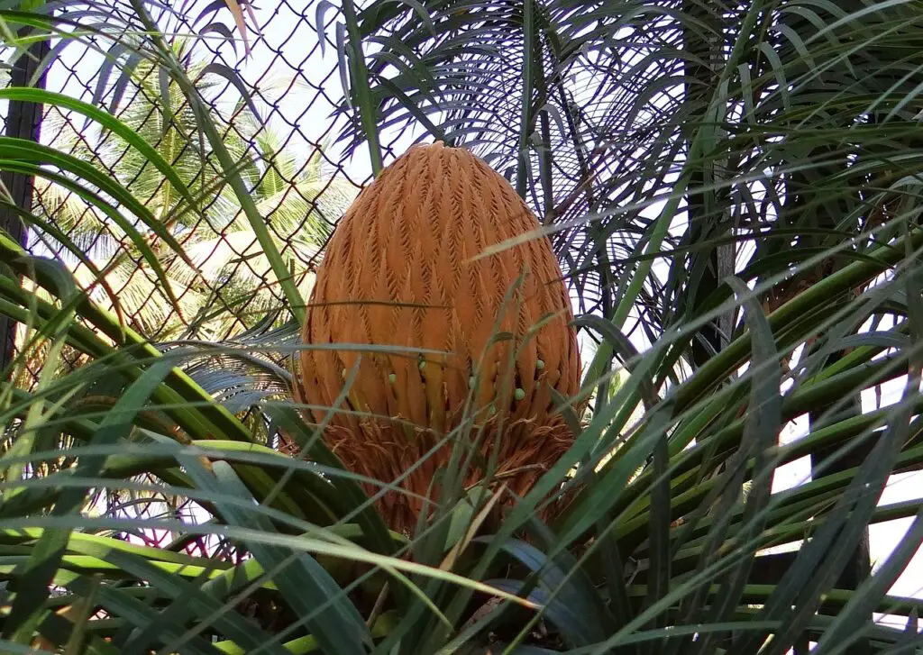 Sago Palm