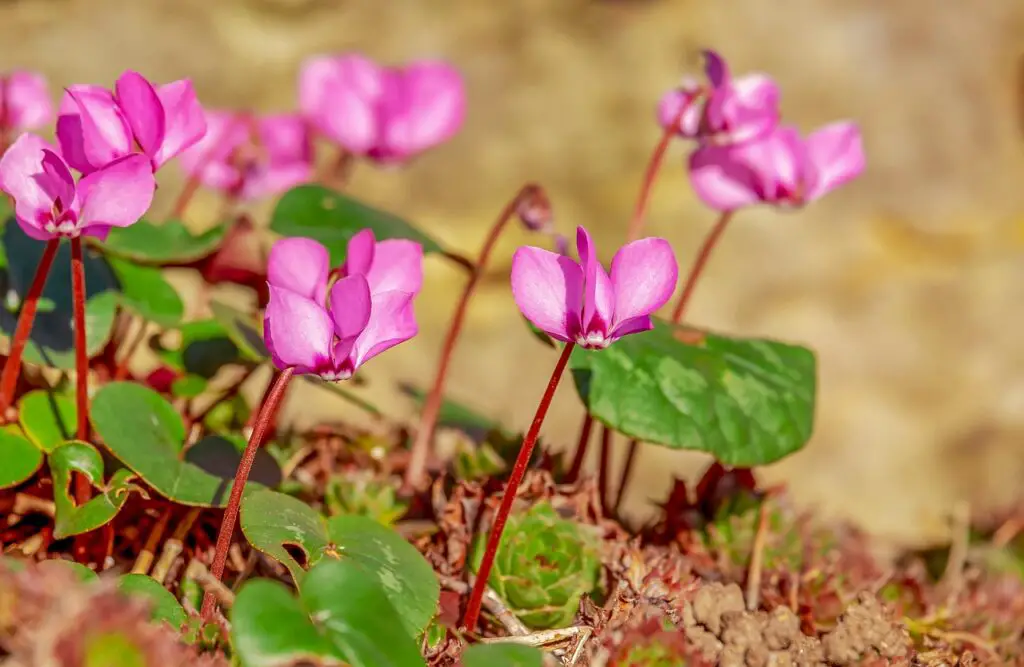 Cyclamen