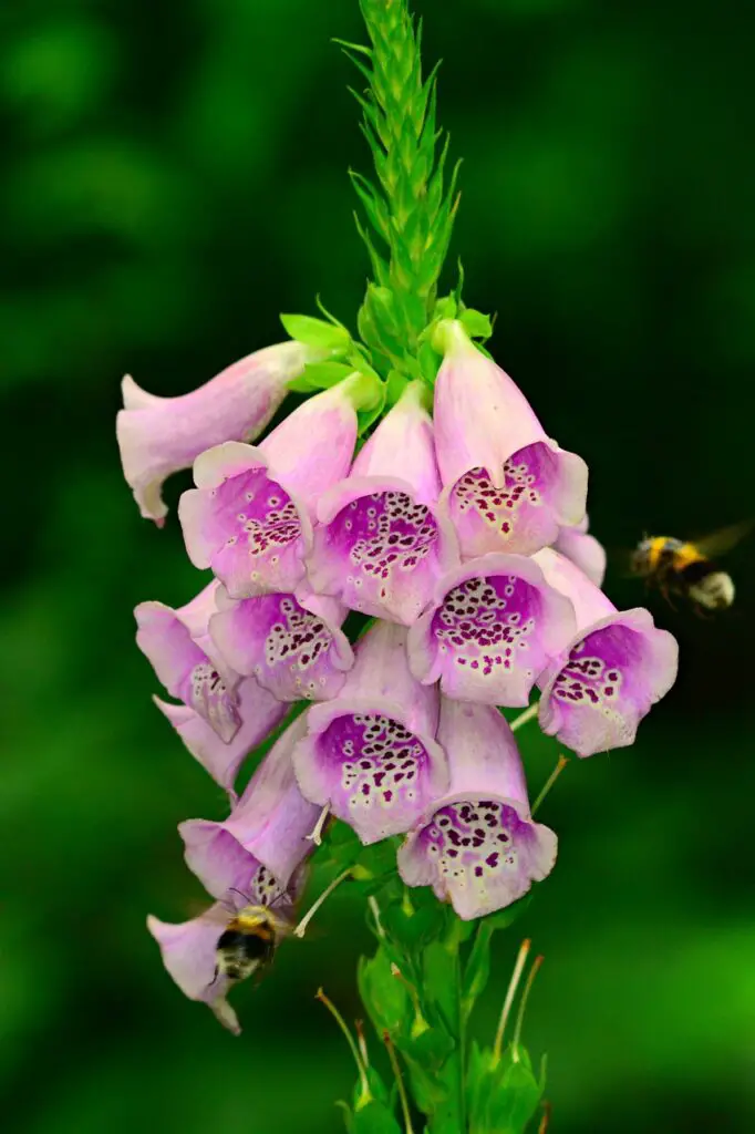 Foxglove