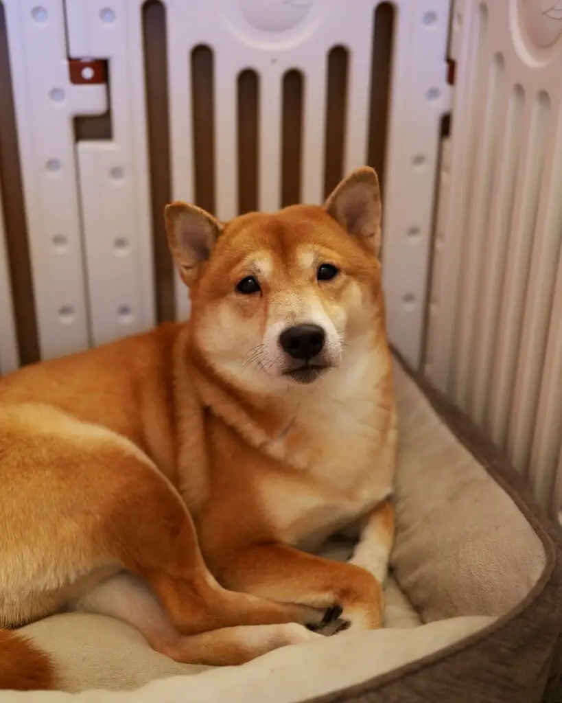 shiba