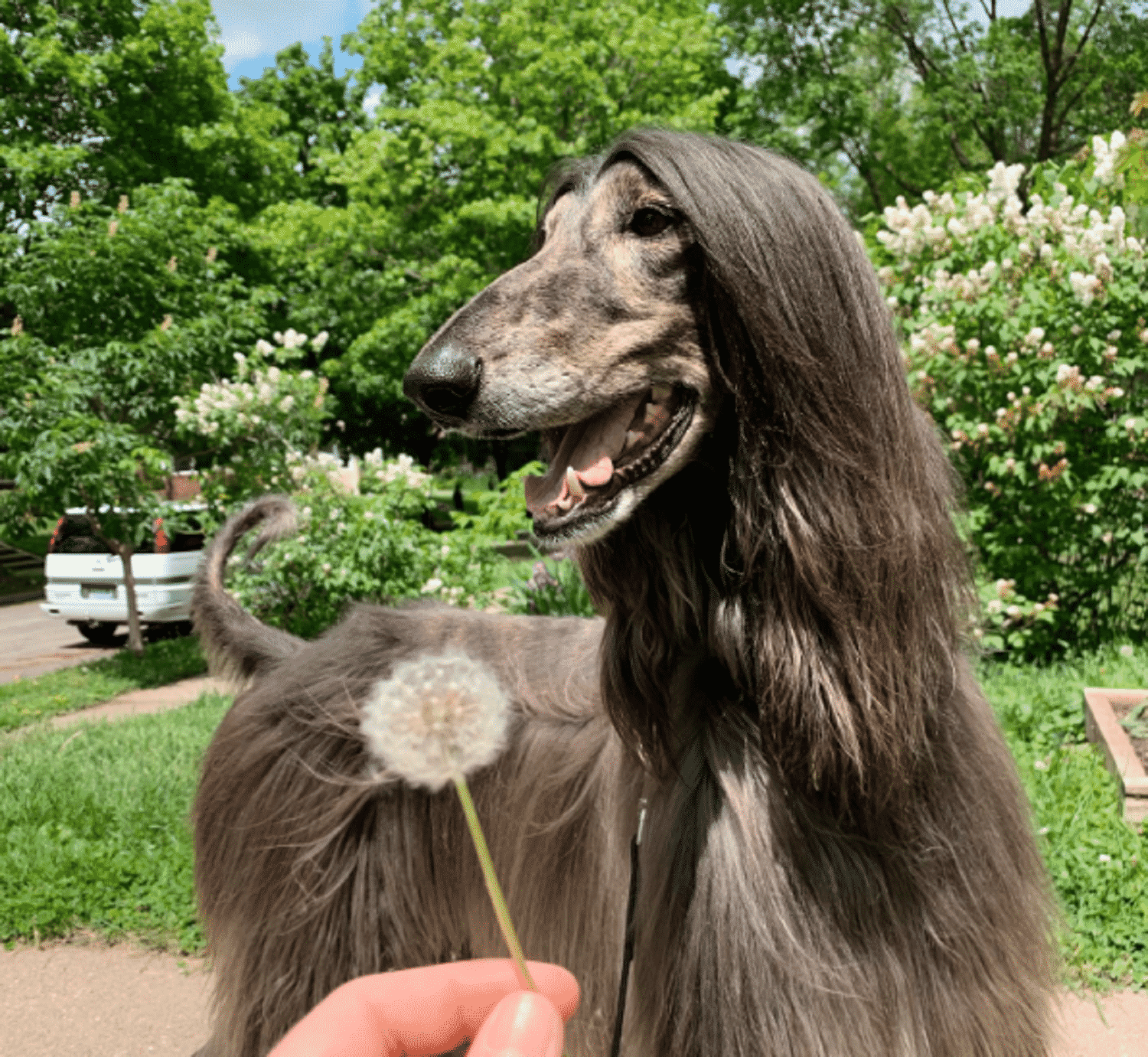 dog at park