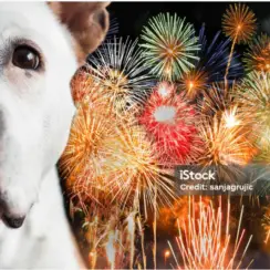 dog, fireworks