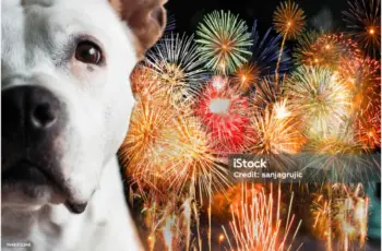 dog, fireworks