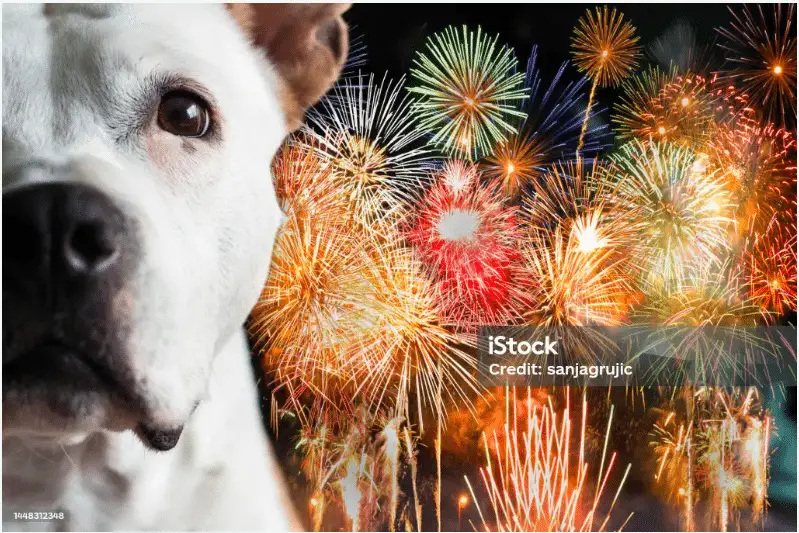 dog, fireworks