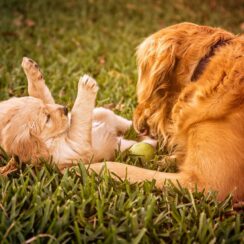 dogs playing