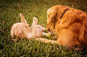 dogs playing