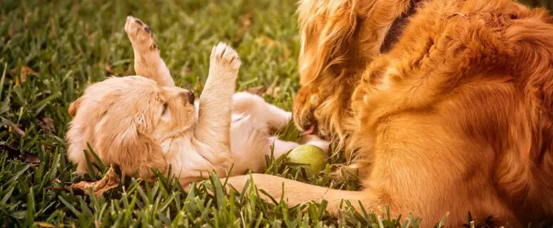 dogs playing