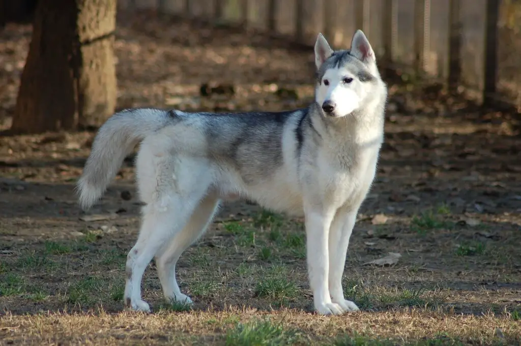 Siberian Huskies