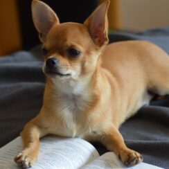 Chihuahuas