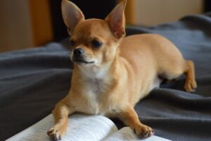 Chihuahuas