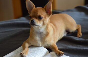 Chihuahuas
