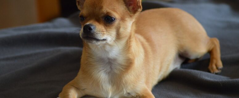 Chihuahuas