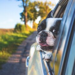 dog inside car