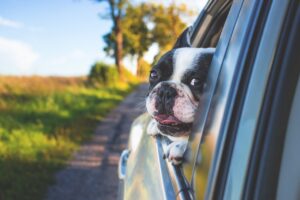 dog inside car