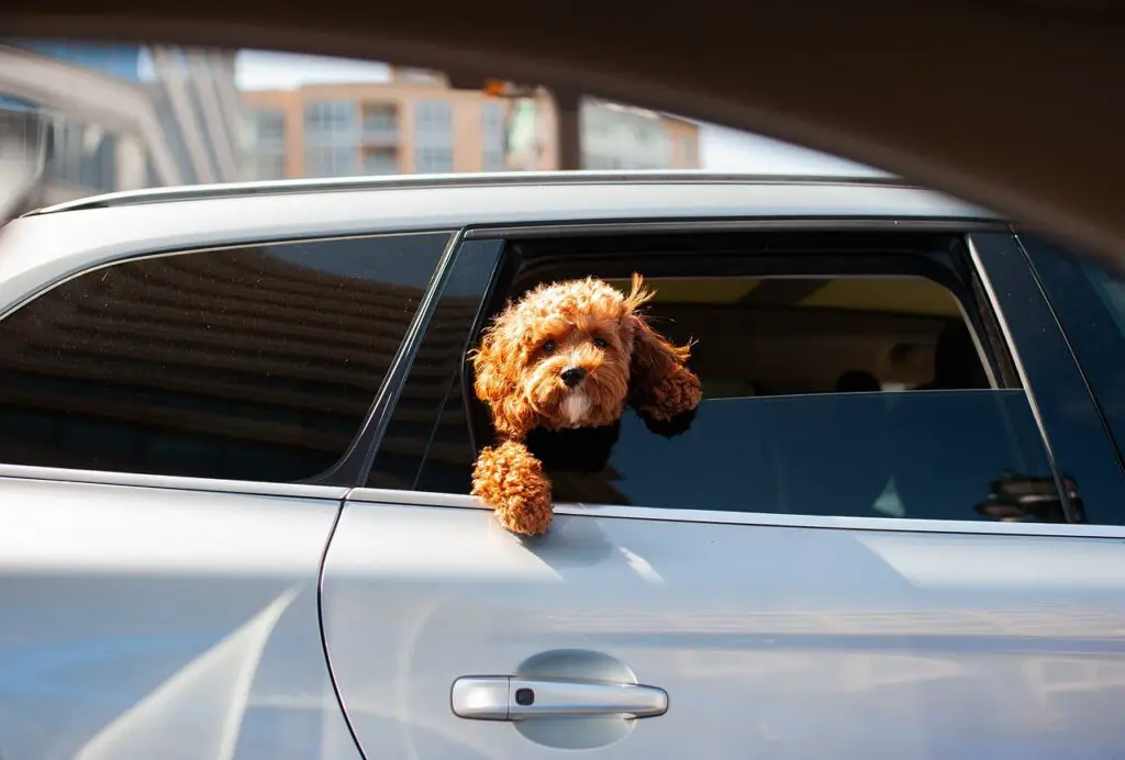 dog riding in car