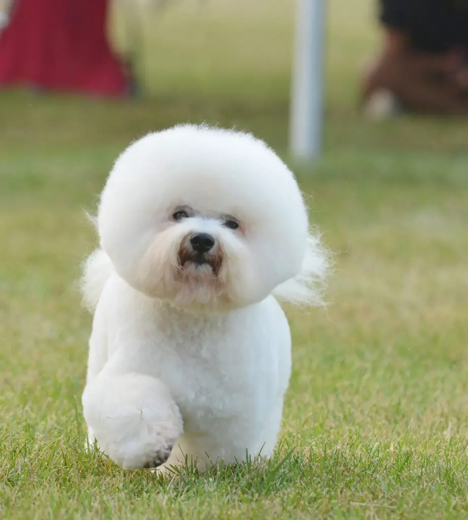 Bichon Frises