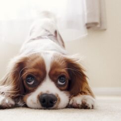 Cavalier King Charles Spaniels