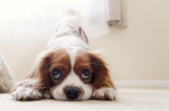 Cavalier King Charles Spaniels