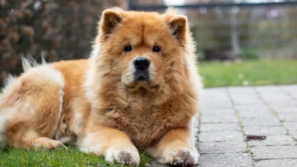 Chow Chow