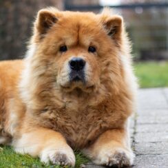 Chow Chow