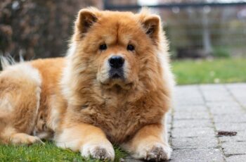 Chow Chow