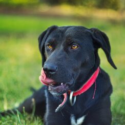 dog collar