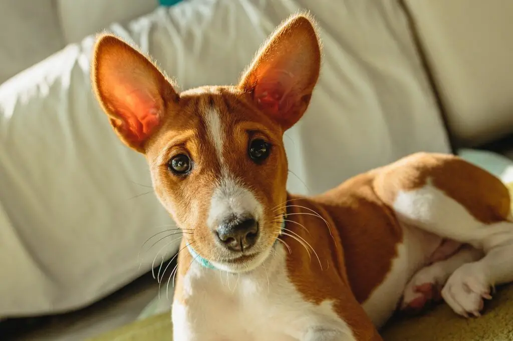 Basenji