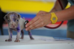 dog at vet