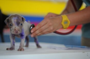 dog at vet