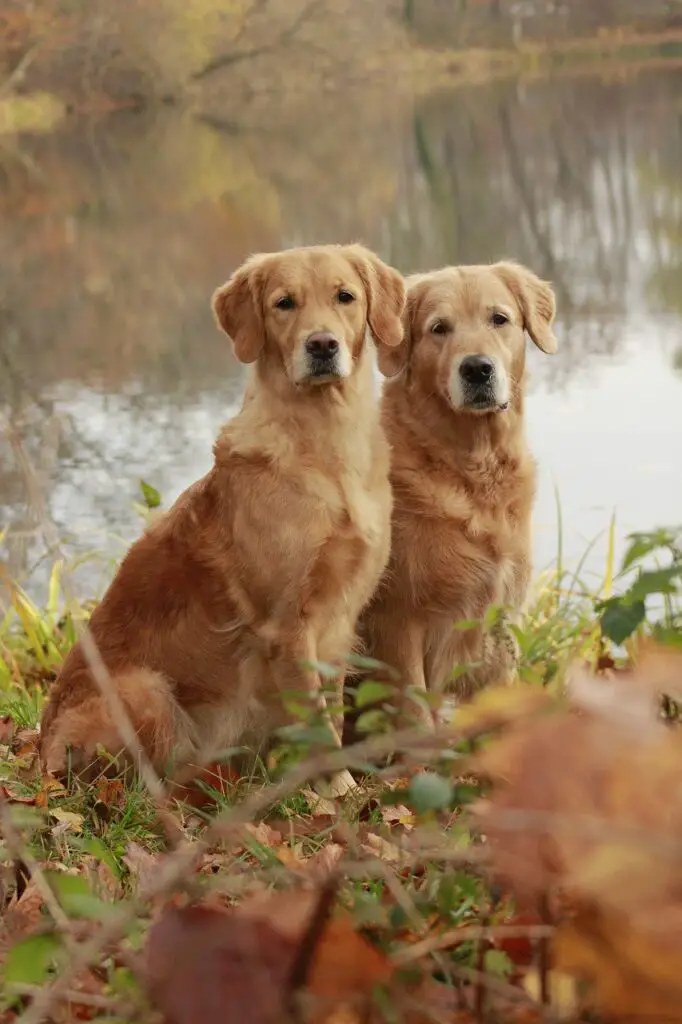 Golden Retrievers