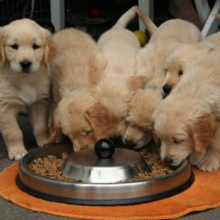 puppies eating