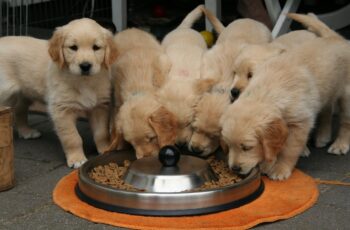 puppies eating