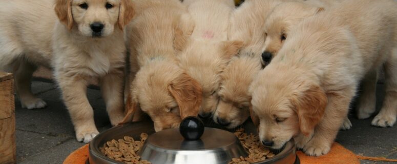 puppies eating