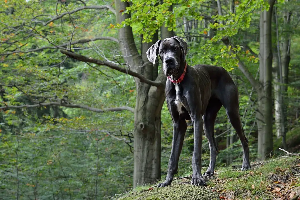 Great Danes