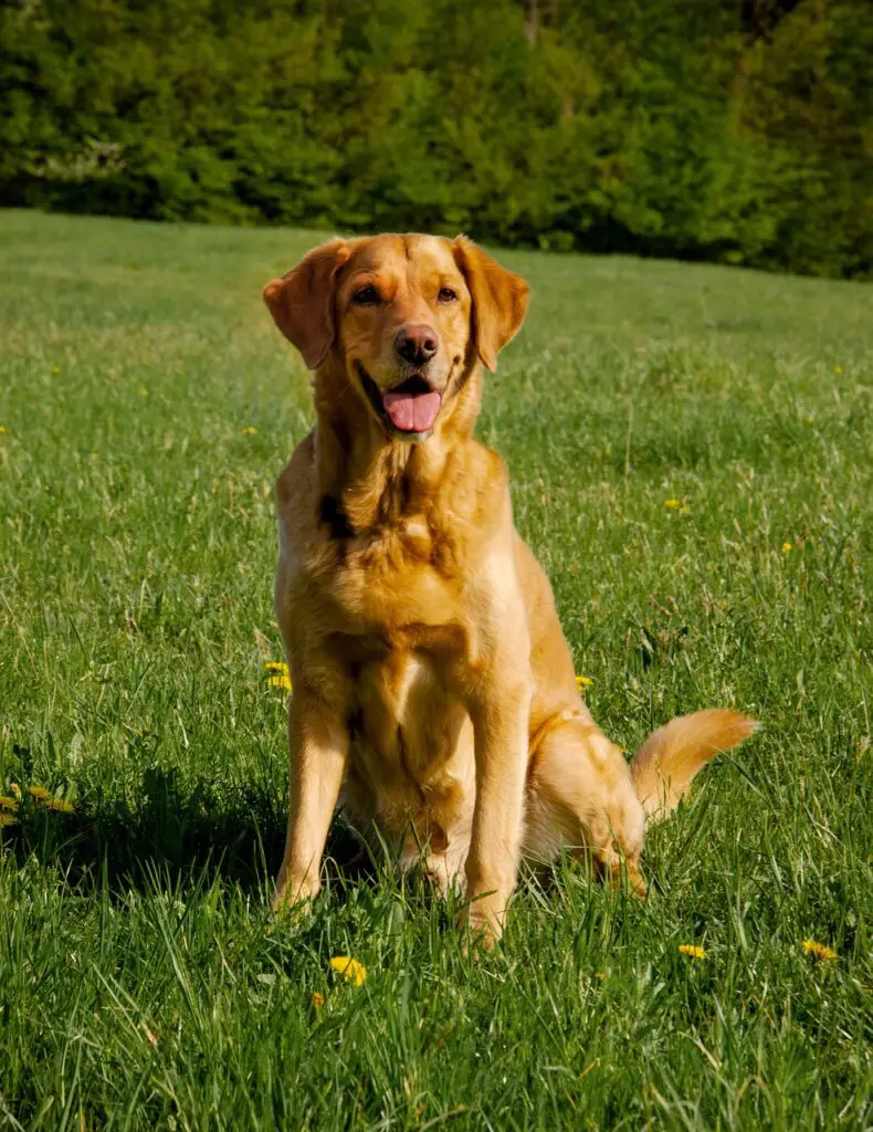 Labrador Retrievers